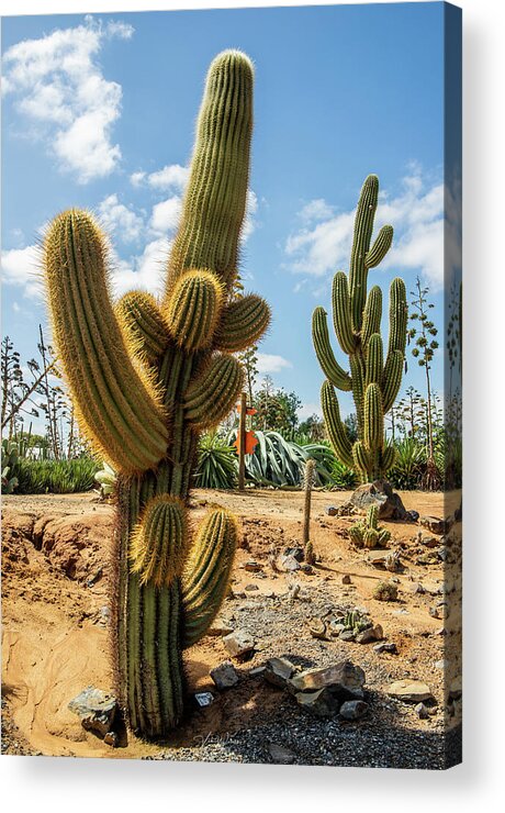 Cactus Acrylic Print featuring the photograph Cactus Country by Vicki Walsh