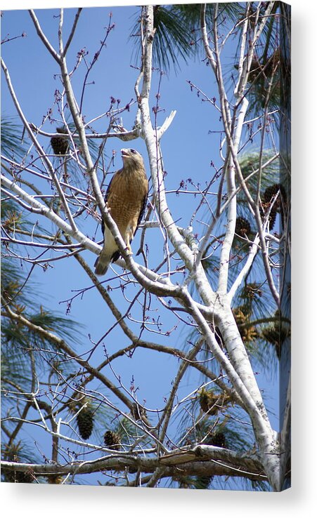 Red-shouldered Hawk Acrylic Print featuring the photograph Calling Mate by Heather E Harman
