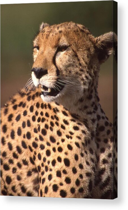 Cheetah Acrylic Print featuring the photograph Cheetah Profile by Russ Considine