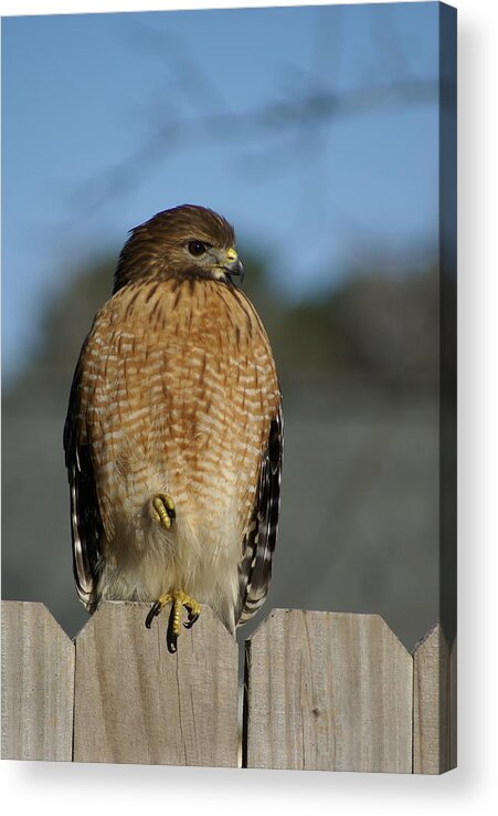  Acrylic Print featuring the photograph Chilling Hawk by Heather E Harman