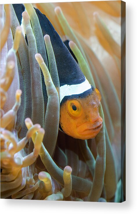 Clownfish Acrylic Print featuring the photograph Clownfish Hiding in Anemones by WAZgriffin Digital