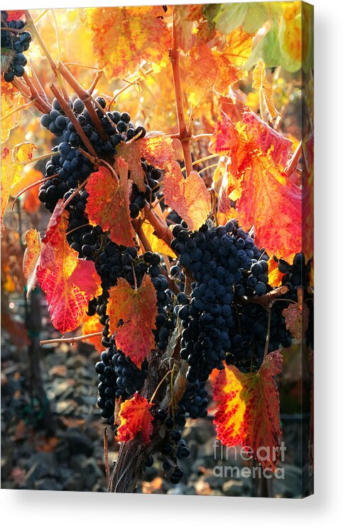 Autumn Harvest Acrylic Print featuring the photograph Colorful Autumn Grapes by Carol Groenen