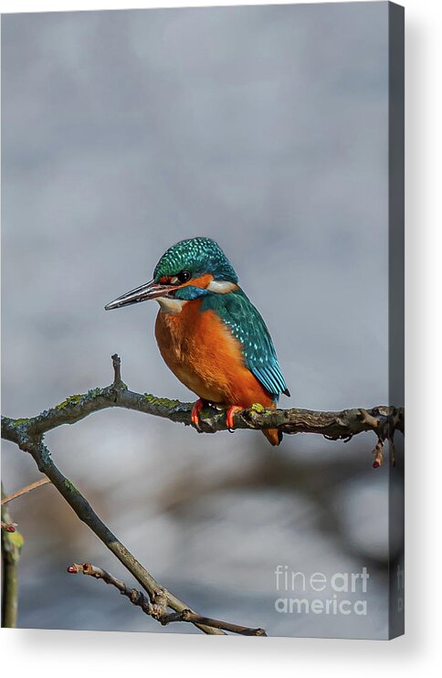 Kingfisher Acrylic Print featuring the photograph Common Kingfisher, Acedo Atthis, Sits On Tree Branch Watching For Fish by Andreas Berthold