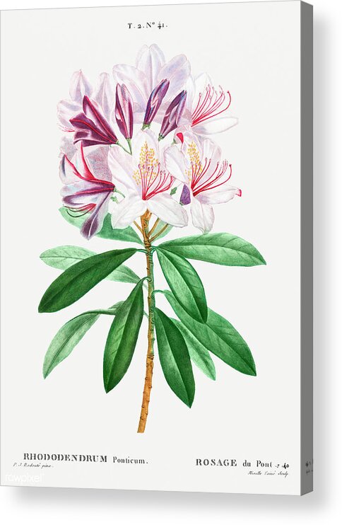 Rhododendron Acrylic Print featuring the painting Common Rhododendron by World Art Collective