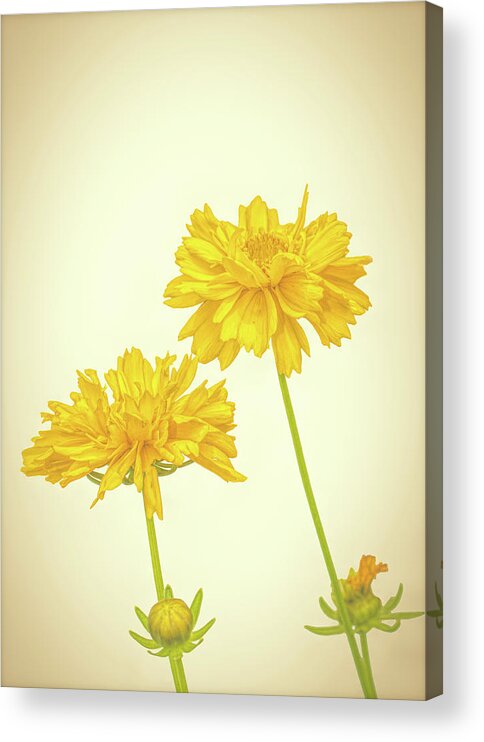 High Key Acrylic Print featuring the photograph Coreopsis by Allin Sorenson