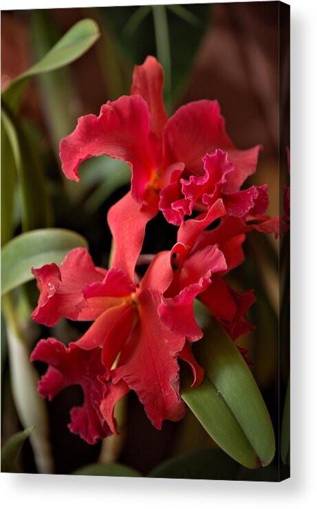Orchid Acrylic Print featuring the mixed media Crimson Cattleya Orchids by Nancy Ayanna Wyatt