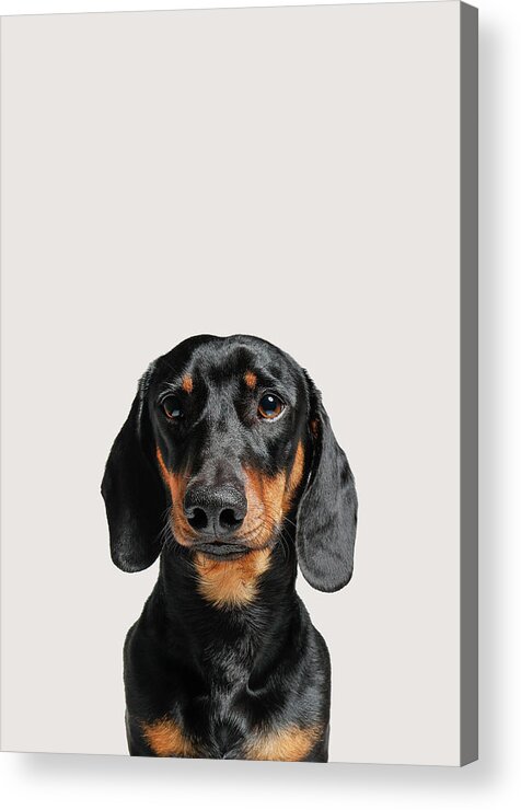 Dachshund Acrylic Print featuring the photograph Dachshund Dog Portrait by Zoltan Toth