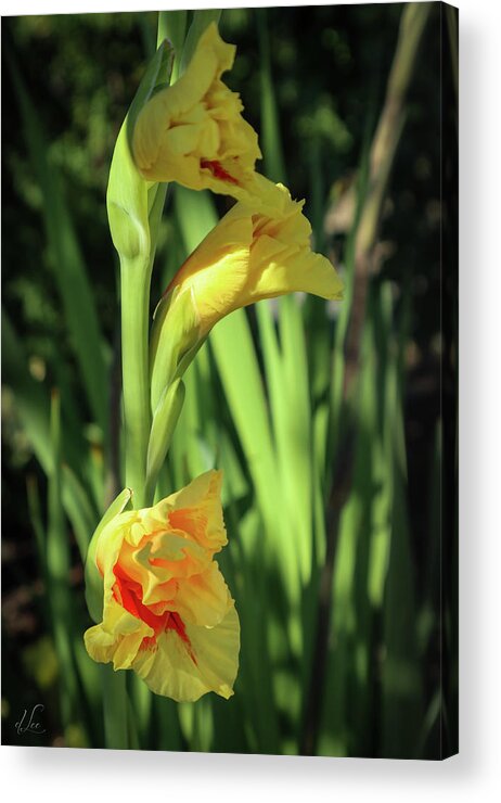 Daffodil Acrylic Print featuring the photograph Daffodil Party by D Lee