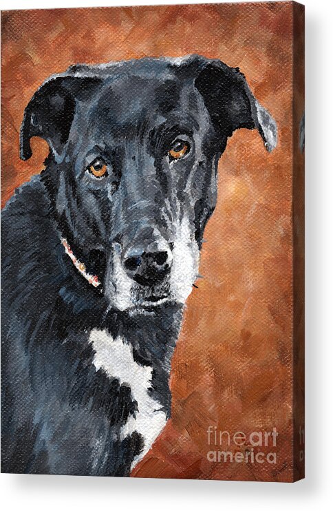 Pet Portrait Acrylic Print featuring the painting Darcy - Black Dog by Annie Troe