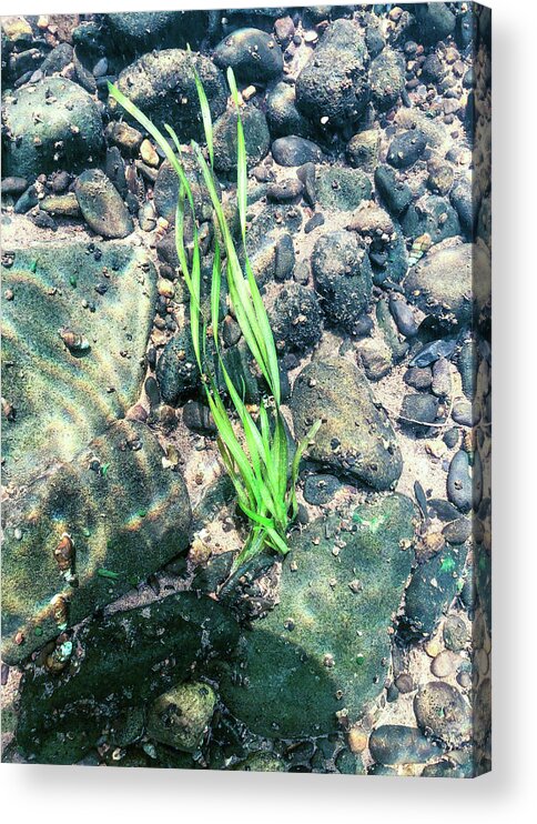 Water Acrylic Print featuring the photograph Delaware River Underwater Landscape Seaweed by Amelia Pearn