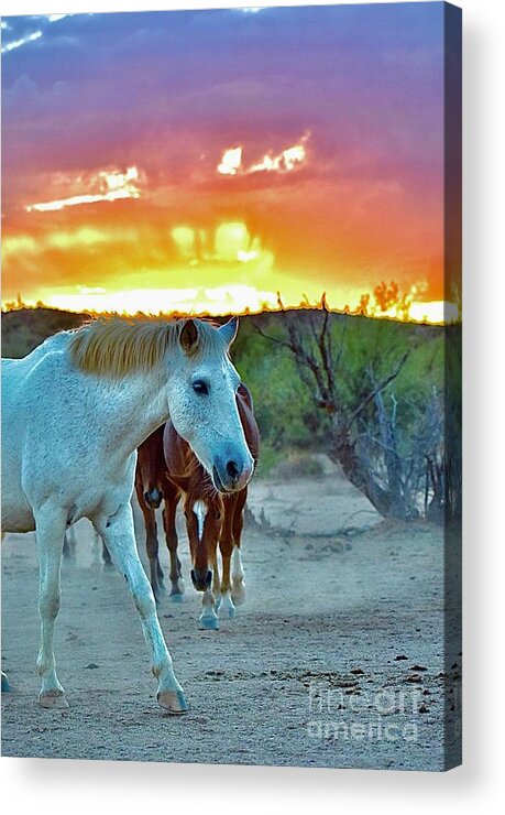 Salt River Wild Horses Acrylic Print featuring the digital art Desert Sunset by Tammy Keyes