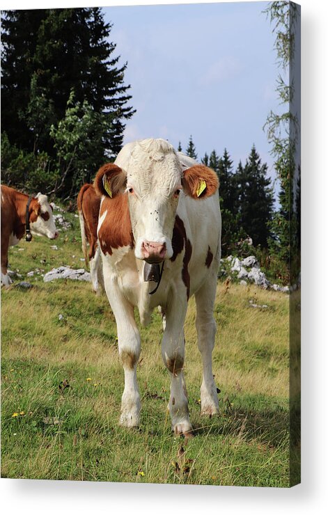 Hochkar Acrylic Print featuring the photograph Detail on Pinzgauer cattle cow on meadows in the Austrian Alps. beautiful brown and white organizes the freshest grass without harmful substances. Hochkar mountain, Austria by Vaclav Sonnek
