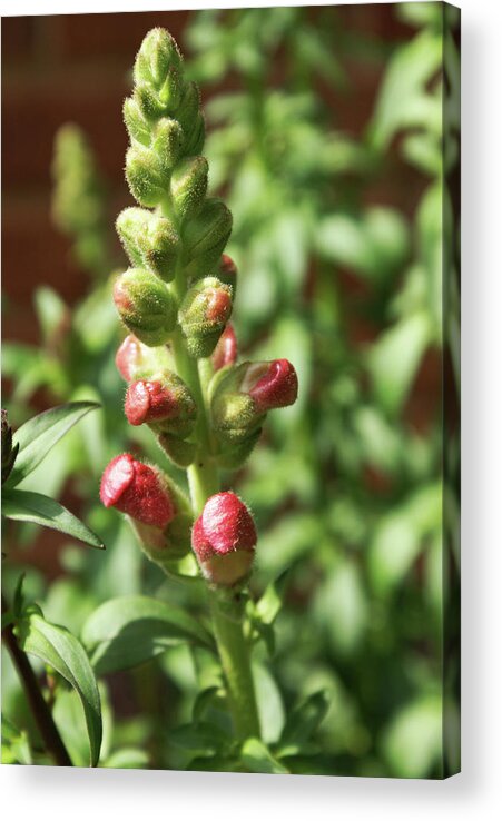  Acrylic Print featuring the photograph Dragon Buds by Heather E Harman