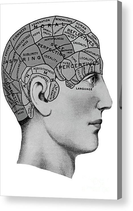 Division Acrylic Print featuring the drawing Early 20th Century Brain Area Illustration by Pete Klinger