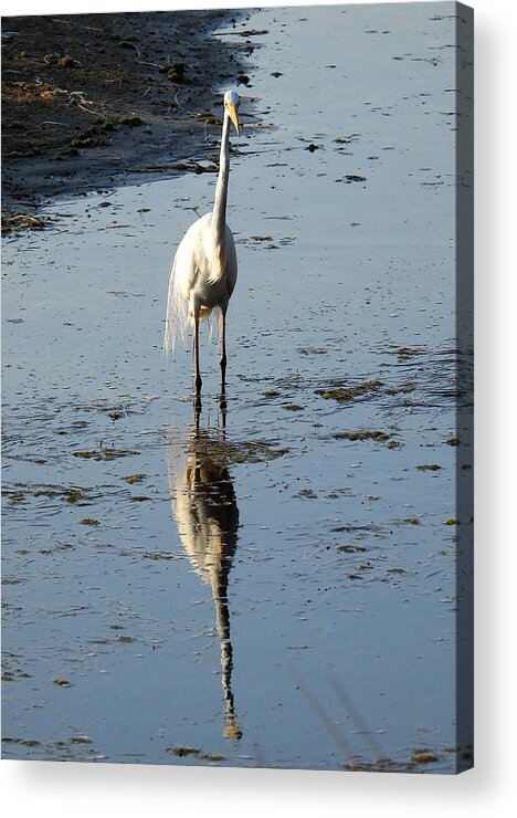 Bird Acrylic Print featuring the photograph Eastern great egret by Chris B