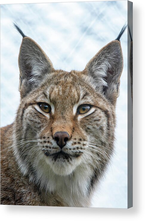 Lynx Acrylic Print featuring the photograph Eurasian Lynx portrait by Gareth Parkes