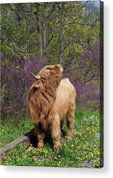 Tennessee Acrylic Print featuring the photograph Ogie Knows Spring is in the Air by Marcy Wielfaert
