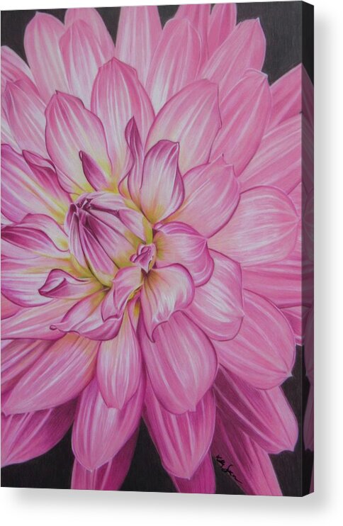 Dahlia Acrylic Print featuring the drawing Floral Burst by Kelly Speros