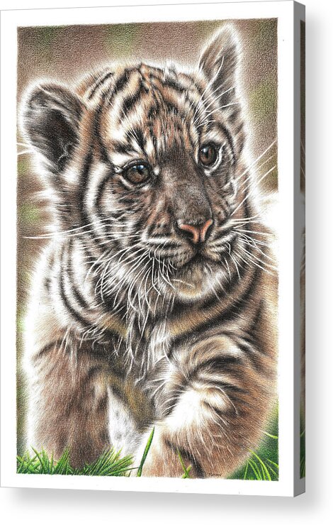 Tiger Acrylic Print featuring the drawing Fluffy Tiger Cub by Casey 'Remrov' Vormer