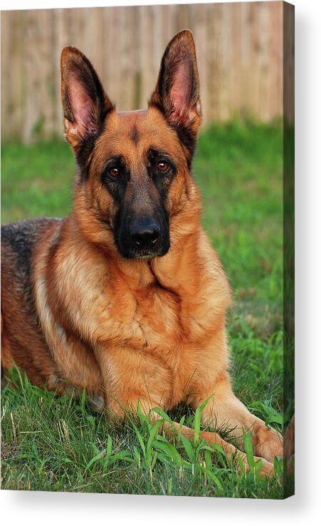 German Shepherd Acrylic Print featuring the photograph German Shepherd Dog Portrait - Forrest 1 by Angie Tirado