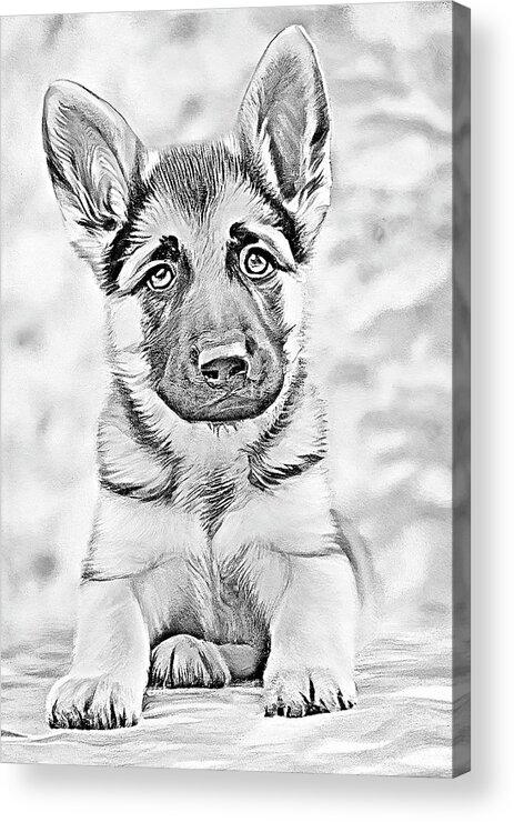 Puppy Acrylic Print featuring the digital art German Shepherd Puppy in Pencil by Angie Tirado
