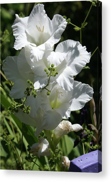  Acrylic Print featuring the photograph Gladiolus by Heather E Harman