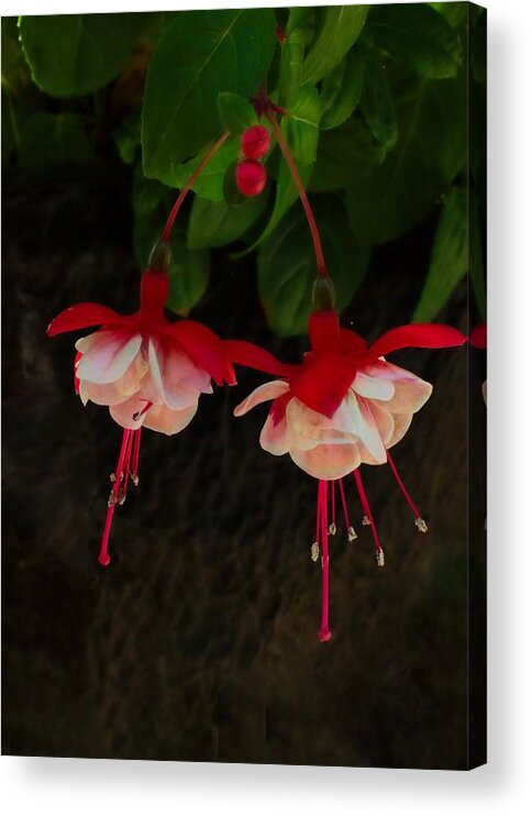 Glorious Acrylic Print featuring the photograph Glorious Summer Morning by I'ina Van Lawick