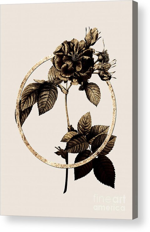 Vintage Acrylic Print featuring the painting Gold Ring Pink Francfort Rose Botanical Illustration Black and Gold n.0384 by Holy Rock Design