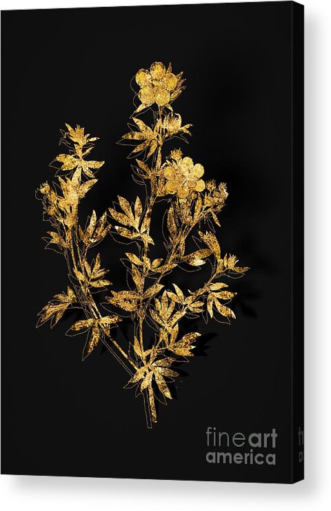 Vintage Acrylic Print featuring the mixed media Gold Yellow Buttercup Flowers Botanical Illustration on Black by Holy Rock Design
