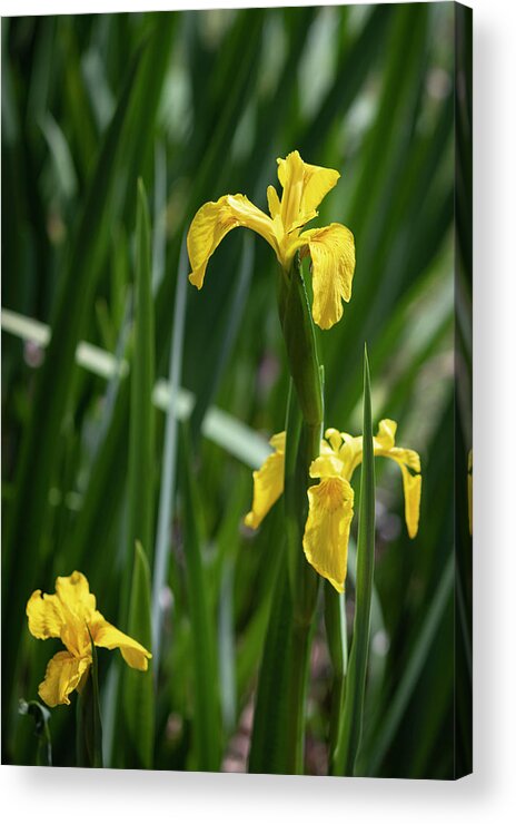 Photograph Acrylic Print featuring the photograph Golden Iris Garden by Suzanne Gaff