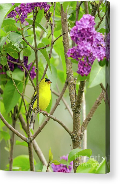 Kmaphoto Acrylic Print featuring the photograph Goldfinch and Lilacs by Kristine Anderson