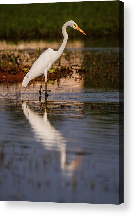 Egret Acrylic Print featuring the photograph Great Egret and its reflection by Vishwanath Bhat