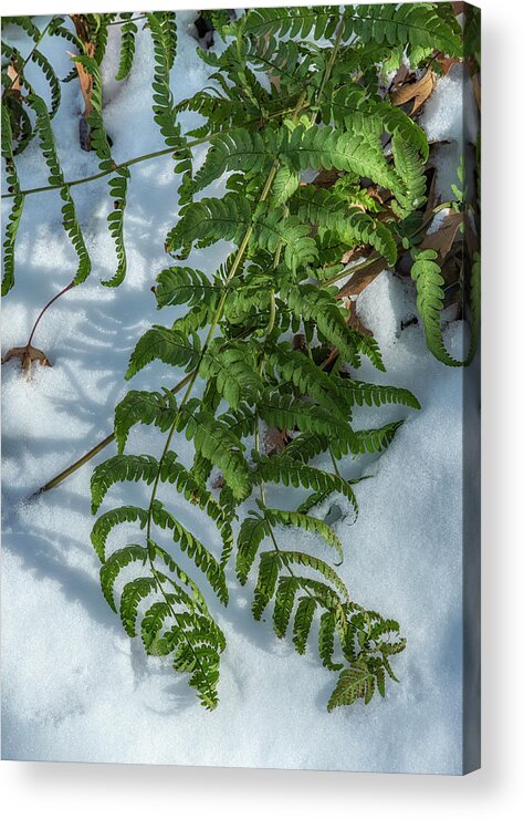 Green Ferns Acrylic Print featuring the photograph Green Ferns White Snow by Cate Franklyn