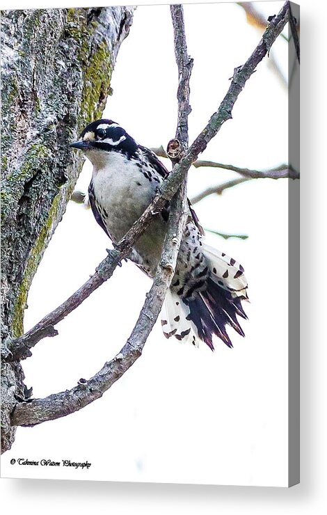 Woodpecker Acrylic Print featuring the photograph Hairy Woodpecker by Tahmina Watson