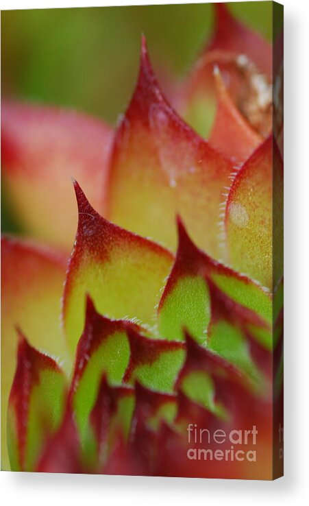 Hens And Chicks Acrylic Print featuring the photograph Hens And Chicks #10 by Stephanie Gambini