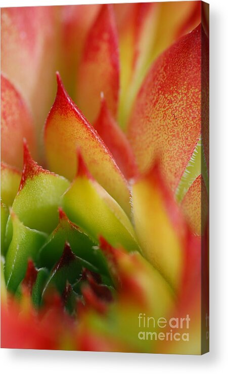 Hens And Chicks Acrylic Print featuring the photograph Hens And Chicks #2 by Stephanie Gambini
