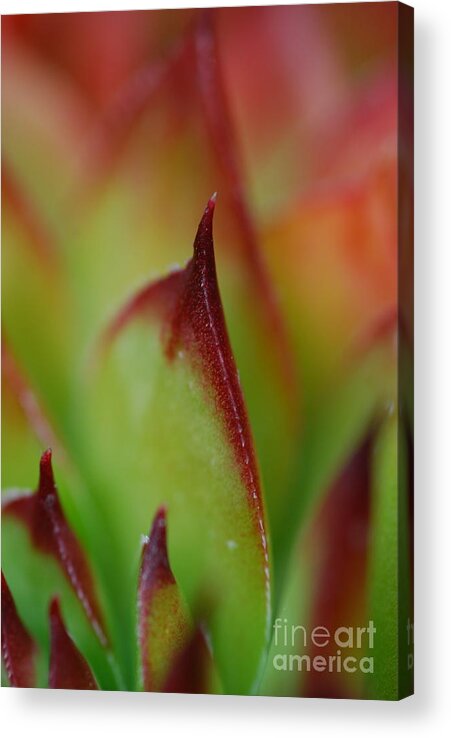 Hens And Chicks Acrylic Print featuring the photograph Hens And Chicks #9 by Stephanie Gambini