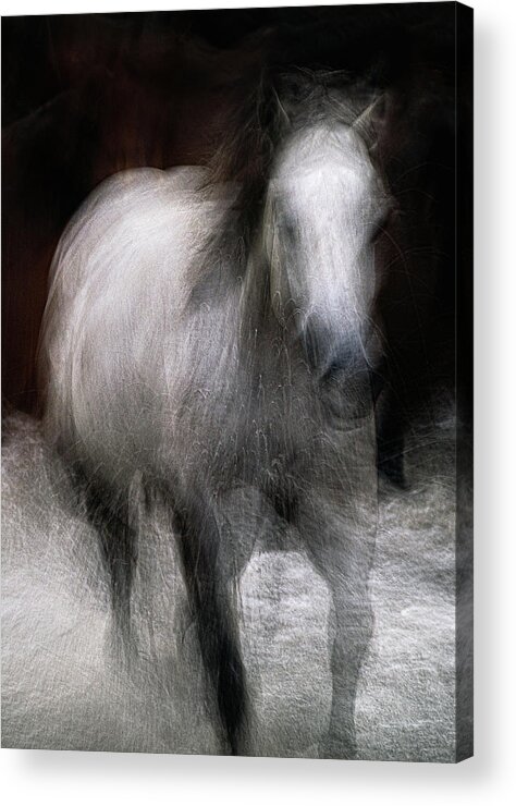 Landscape Acrylic Print featuring the photograph Horse by Grant Galbraith