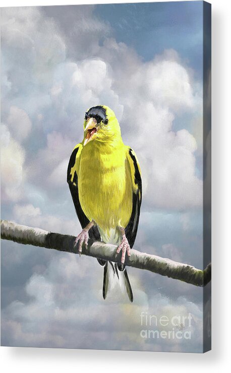 Bird Acrylic Print featuring the digital art Hot And Bothered by Lois Bryan