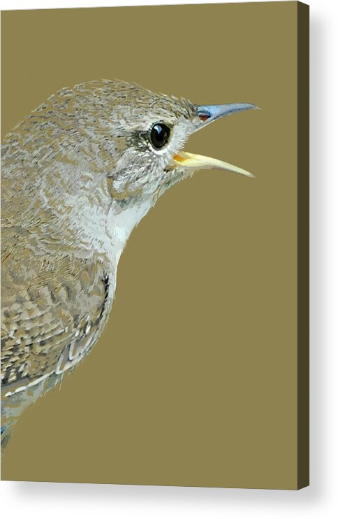 Nature Acrylic Print featuring the mixed media House Wren by Judy Cuddehe
