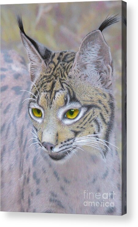 Lynx Acrylic Print featuring the mixed media Iberian Lynx, mixed media. by Tony Mills
