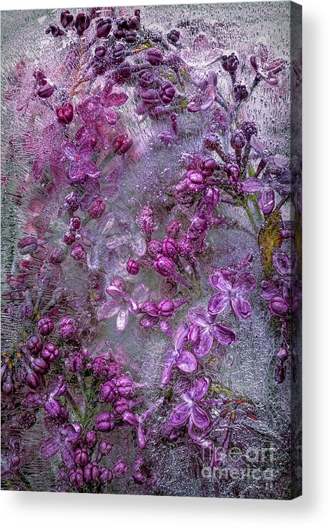 Flowers Acrylic Print featuring the photograph Frozen Flowers Lilacs by Terry Hrynyk