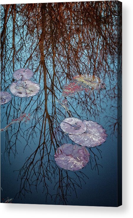 Nature Acrylic Print featuring the photograph Lily Pads Among the Trees by George Taylor