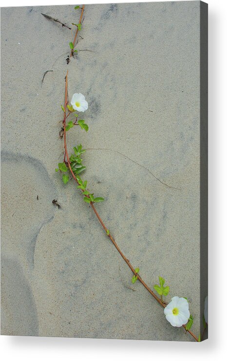 Minimalism Acrylic Print featuring the photograph Lines on the Sand by Liz Albro