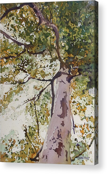 Birch Acrylic Print featuring the painting Lithe Birch by Jenny Armitage