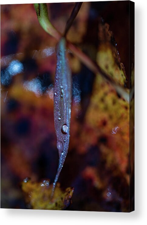 Fall Acrylic Print featuring the photograph Macro Photography - Autumn Water Drops by Amelia Pearn