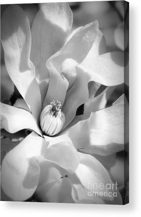 Black And White Acrylic Print featuring the photograph Magnolia Magic Black and White by Carol Groenen