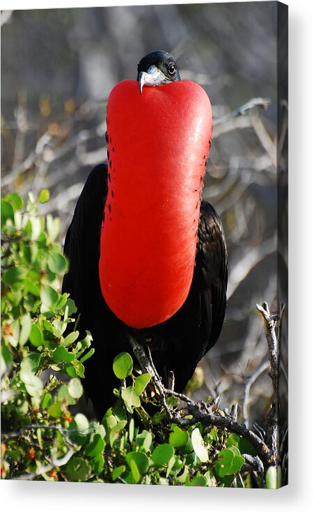 One Animal Acrylic Print featuring the photograph Male frigate birde at Galapagos Islands by Tristan Brown
