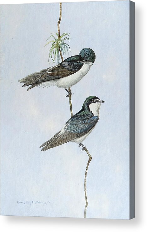 Mangrove Swallow Acrylic Print featuring the painting Mangrove Swallow by Barry Kent MacKay
