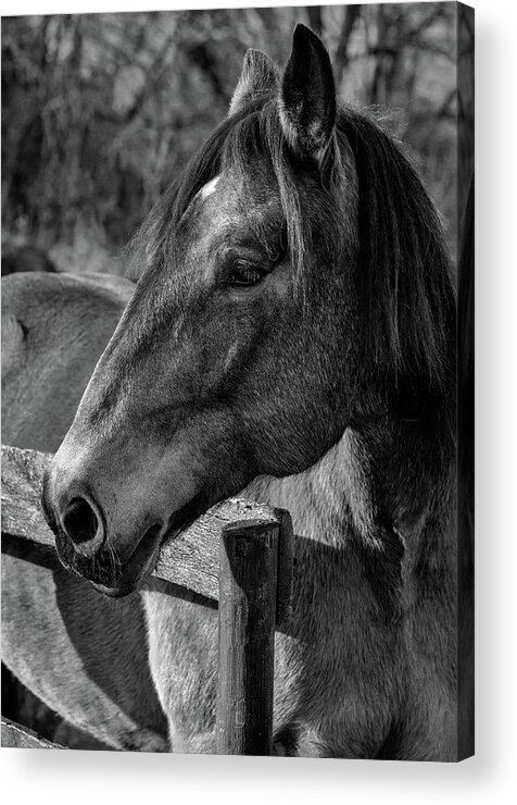 Mare Acrylic Print featuring the photograph Mare Profile by Art Cole